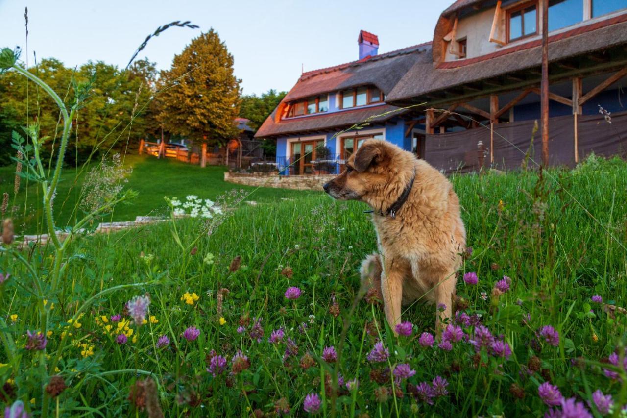 Casele Cu Stuf B&B Haus Ulrike Salicea Luaran gambar